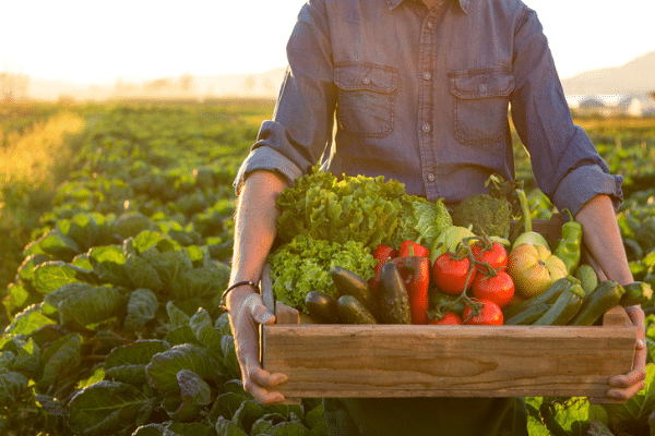 Organic Food: Is it Worth It?